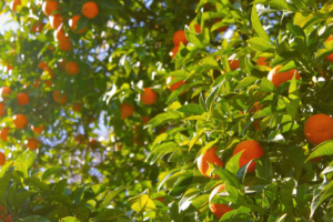 Trees brimming with tangerines