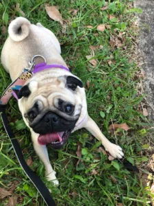 Pippi the pug