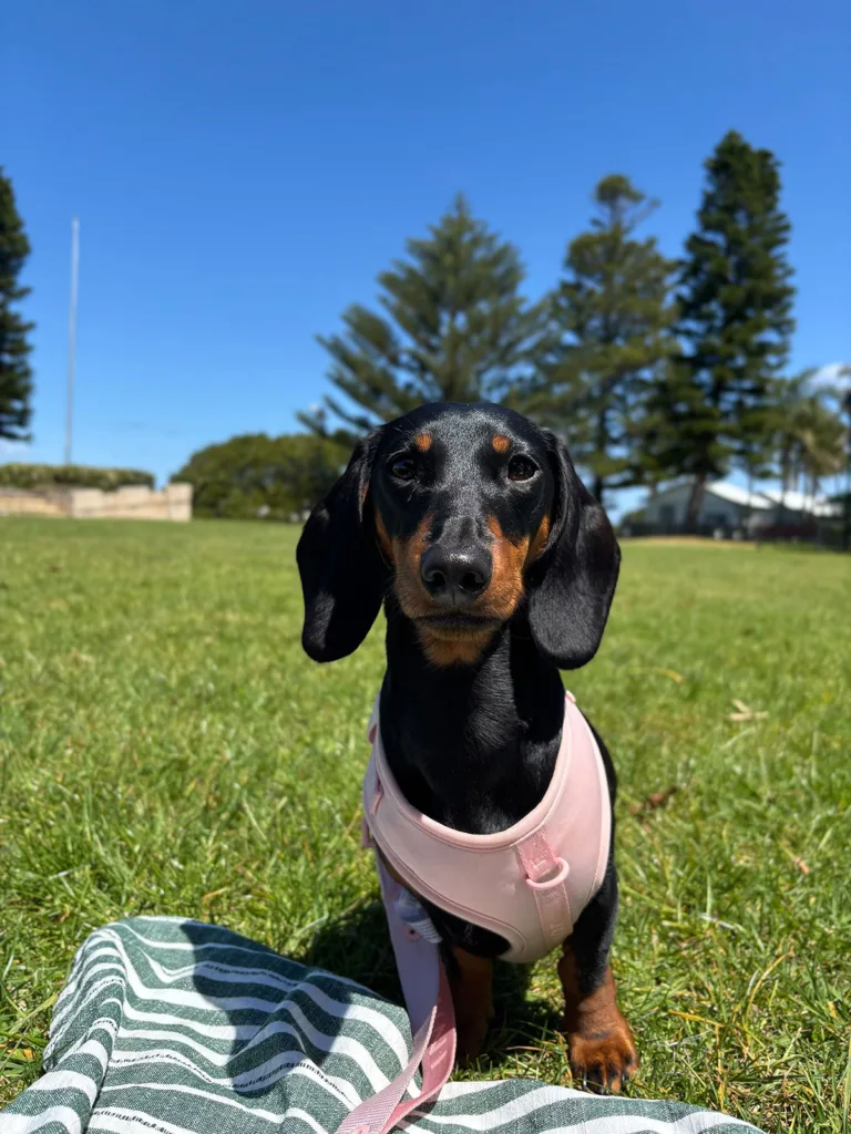 bunnings snag