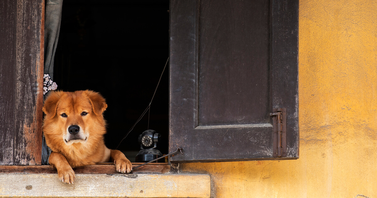 A dog looks out a window and a security camera sits next to it