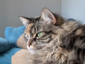 Pixel 9 Pro XL - Photo sample of cat